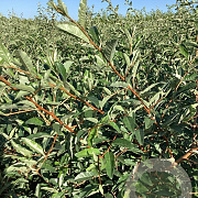 Elaeagnus umbell. 'Garnet' 80-100 cm wortelgoed