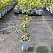 Rubus frut. 'Oregon Thornless' GM C1.5