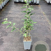 Elaeagnus umbell. 'Amber' GM C1.5
