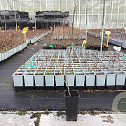 Elaeagnus umbell. 'Amber' 70-80 cm C1.5