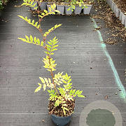 Zanthoxylum americanum 60-80 cm 3,0L