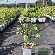 Rubus 'Buckingham Tayberry' 40-60 cm P15