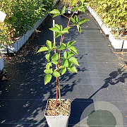 Rubus frut. 'Asterina' 30-40 cm 3,0L