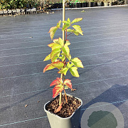Rubus frut. 'Asterina' 50-80 cm 2,0L