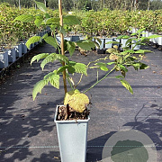 Rubus idaeus 'Golden Everest' GM C1.5