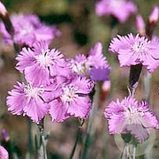 Dianthus gratianopolitanus GM P9