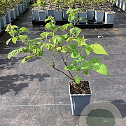 Rubus idaeus Twotimer Sugana Yellow GM C1.5