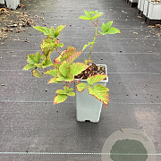 Rubus frut. Navaho Bigandearly GM C1.5