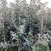 Malus d. 'Braebrite' 175-200 cm wortelgoed