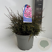 Leptospermum scop. 'Wiri Joan' 25-30 cm 5,0L