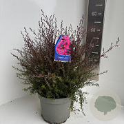 Leptospermum scop. 'R. Double Nain' 40-50 cm 5,0L