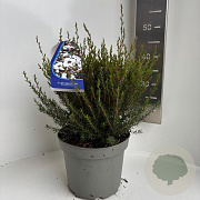 Leptospermum scop. 'Leonard Wilson' 35-40 cm 5,0L