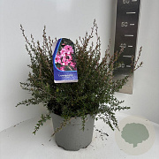 Leptospermum scop. 'Coral Candy' 30-35 cm 5,0L
