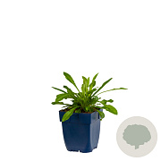 Campanula persicifolia GM  P11