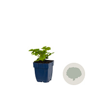 Geum rivale GM  P11