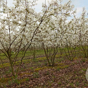 Amelanchier lamarckii 225-250 cm draadkluit solitair opgeknipt