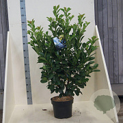 Prunus l. Etna 80-100 cm 10L