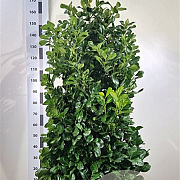 Prunus l. Etna 140-160 cm met kluit
