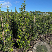Ilex aquifolium 150-175 cm met kluit