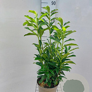 Prunus l. Genolia 60-80 cm 5,0L