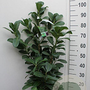 Prunus l. Genolia 80-100 cm 5,0L