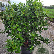 Viburnum tinus 80-90 cm 10L