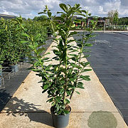 Prunus l. 'Novita' 100-125 cm 15L