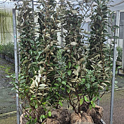 Elaeagnus ebbingei 175-200 cm met kluit