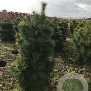Pinus sylvestris 150-175 cm draadkluit
