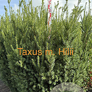 Taxus media 'Hillii' 150-175 cm met kluit