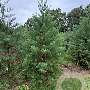 Sequoiadendron giganteum 200-225 cm draadkluit