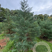 Sequoiadendron giganteum 225-250 cm draadkluit