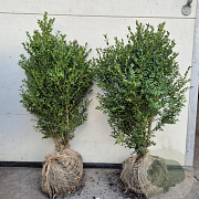Buxus sempervirens 60-80 cm met kluit