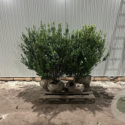 Ilex crenata 'Caroline Upright' 100-125 cm met kluit