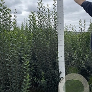 Ligustrum vulg. 'Atrovirens' 150-175 cm met kluit