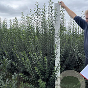 Ligustrum vulg. 'Atrovirens' 175-200 cm met kluit