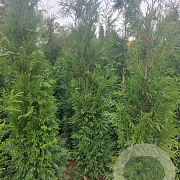 Thuja pl. 'Martin' 225-250 cm met kluit
