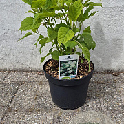 Hydrangea a. 'Annabelle' 30-40 cm 5,0L