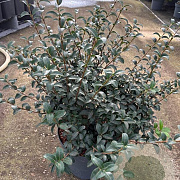 Osmanthus burkwoodii 50-60 cm 7,5L struik