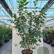 Amelanchier lamarckii 150-175 cm 20L meerstammig