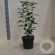 Prunus avium 60-80 cm 6L meerstammig