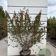 Cornus mas 150-175 cm 20L meerstammig