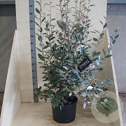 Elaeagnus ebbingei 125-150 cm 20L
