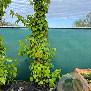 Davidia involucrata 175-200 cm cont. 80L