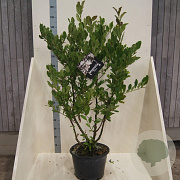 Magnolia stellata 125-150 cm 20L meerstammig