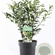 Sarcococca confusa 40-50 cm 5,0L