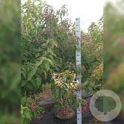 Clerodendrum trichotomum fargesii 200-250 cm cont. 55L meerstammig