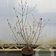 Viburnum carlesii 'Aurora' 100-125 cm 20L