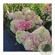 Hydrangea pan. Magical Andes 40-60 cm 5,0L