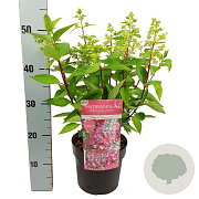 Hydrangea pan. Magical Vesuvio 40-60 cm 5,0L